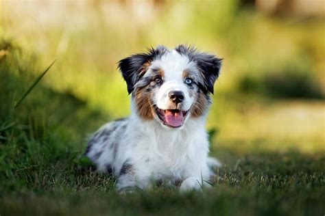 Miniature American Shepherd Puppies For Sale - AKC PuppyFinder