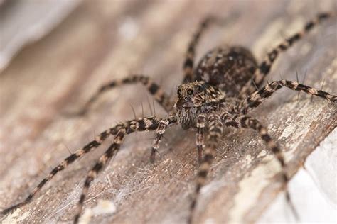 Common Spiders In Pennsylvania | Spider Identification & Prevention