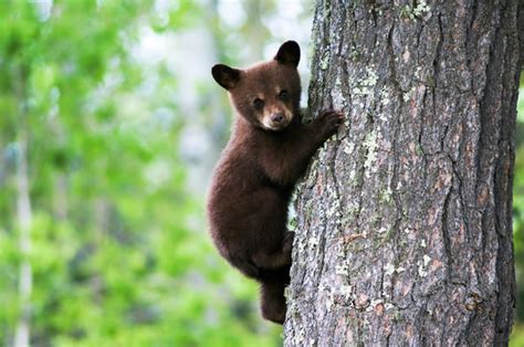 Black Bear Cubs Wallpaper