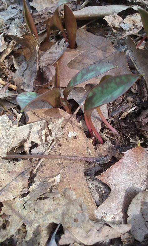 Trout lily leaves are tasty when small. | Urban foraging, Edible food ...