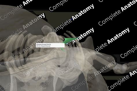 Iliopectineal Arch (Left) | Complete Anatomy