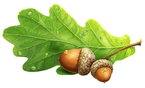 Acorn PNG Image - PurePNG | Free transparent CC0 PNG Image Library