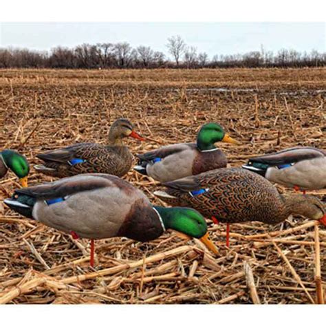 Avian X APG Full Body Mallards Duck Decoys | Sportsman's Warehouse