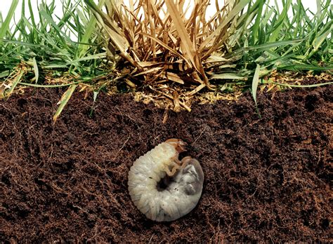 Lawn Grubs: White Grub Identification and Control