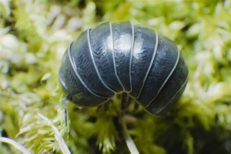 Pill Bug Armadillidium vulgare crawl on moss green background side view ...