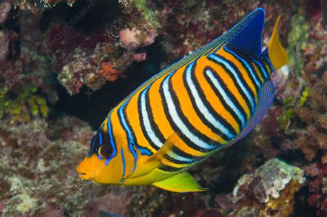 Regal Angelfish - Stock Image - C031/8748 - Science Photo Library