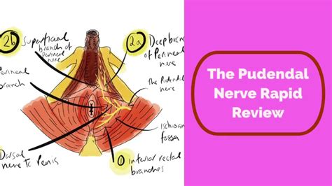 Pudendal Nerve Rapid Review - YouTube