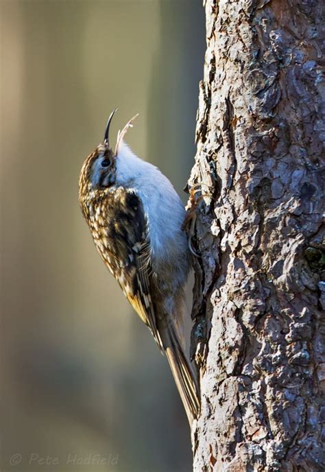 treecreeper wildlife photography