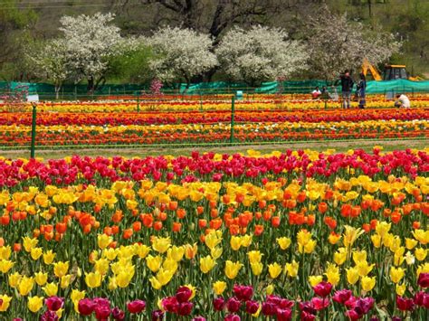 Srinagar Mughal gardens, flower filled royal niches