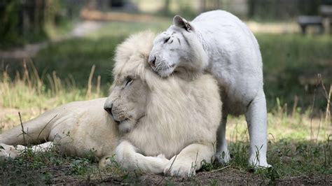 White Lion Cubs Wallpaper