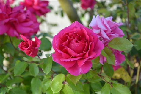 Estos son los cuidados básicos que necesita tu rosal en tu patio o jardín. ¡Toma nota!