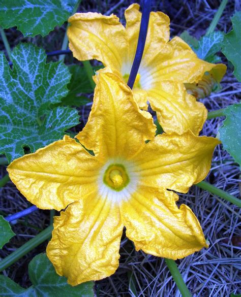 squash flower | Squash flowers, Natural beauty, Flowers