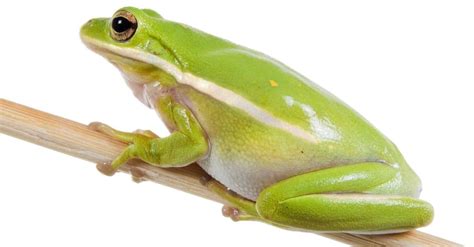 Are Frogs Poisonous To Dogs or Cats? - Unianimal