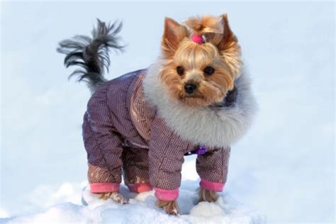 6 Outfits for Your Yorkie - My Animals