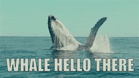 Whale GIFs - Get the best GIF on GIPHY