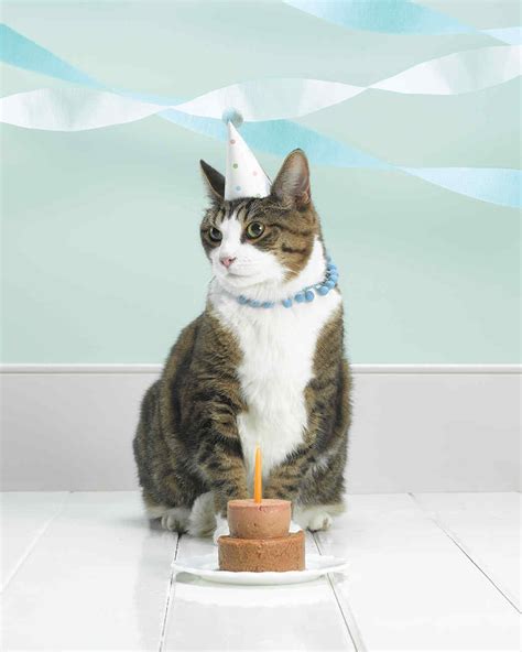 Cat Birthday Hat | Martha Stewart