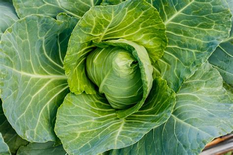 Storage Cabbage Varieties: How To Grow A Storage No. 4 Cabbage Plant