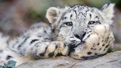 Snow Leopard cub wallpaper - backiee