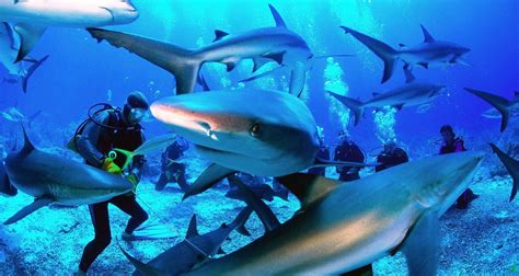 How To Go Scuba Diving With Sharks and Be With Them – Diving Info