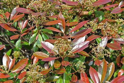 Photinia ×fraseri 'Red Robin' | Photinia ×fraseri 'Red Robin' - Van den Berk Nurseries