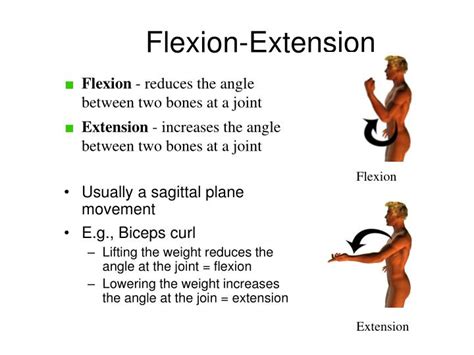 Flexion And Extension