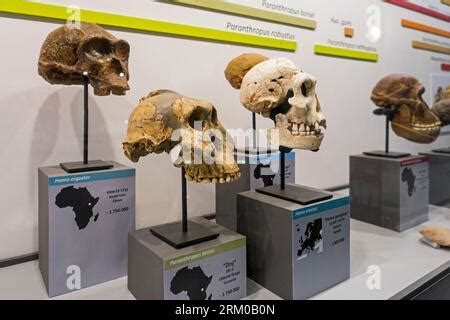 Collection of prehistoric Homininae skull replicas, African hominids ...