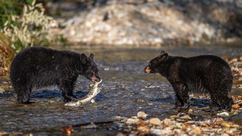 Black Bear Photography – Beau Photo Supplies Inc.