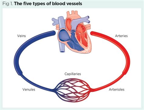 Vascular system 1: anatomy and physiology | Nursing Times