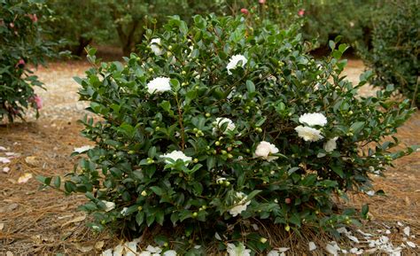 Fertilizing Camellias | Plant Addicts