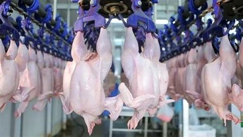 Chicken Processing Plant, Capacity: 300 Bpd To 4000 Bph at Rs 7500000 ...