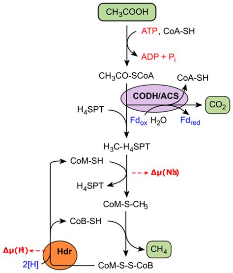 Difference Between Methanogens and Methanotrophs | Compare the ...