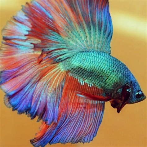 Rainbow Betta Fish : Live Betta Fish Male Koi Rainbow Galaxy Halfmoon ...