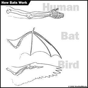 Bat Wings | HowStuffWorks