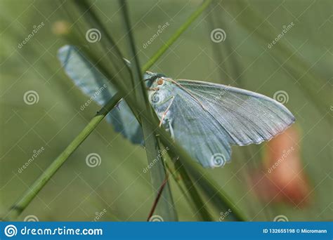 Geometer Moth Larva On Leaf Stock Image | CartoonDealer.com #145978633