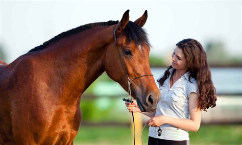 How Much Does Horse Insurance Cost? - A-Z Animals