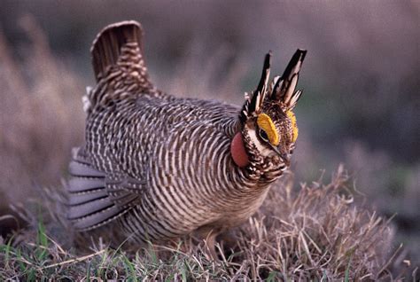 Grouse Species — The North American Grouse Partnership