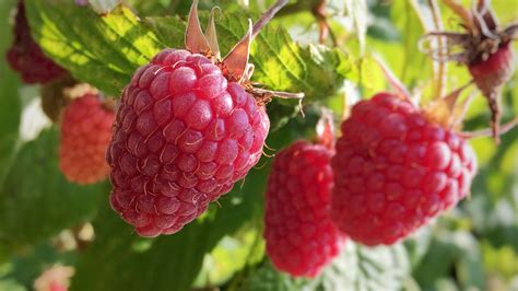 How to grow raspberries – tips for the best tasting fruit | Country