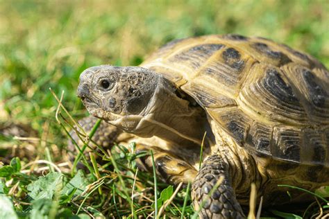 Russian Tortoise: Lifespan, Size & Beginner Care Sheet - More Reptiles