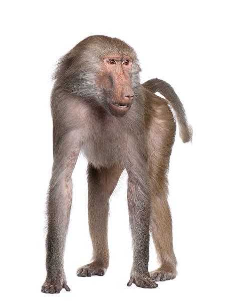 Royalty Free Baboon Pictures, Images and Stock Photos - iStock