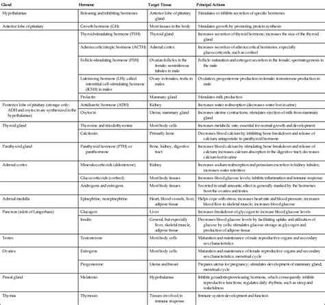 Endocrine System Chart