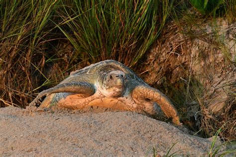 Sea turtle nesting season is underway - Sebastian Inlet District