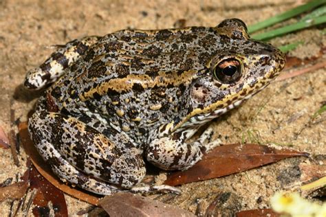 Frogs and Toads of Florida