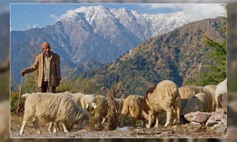 Transformation among the Western Himalayan Gaddi Tribe of Himachal ...