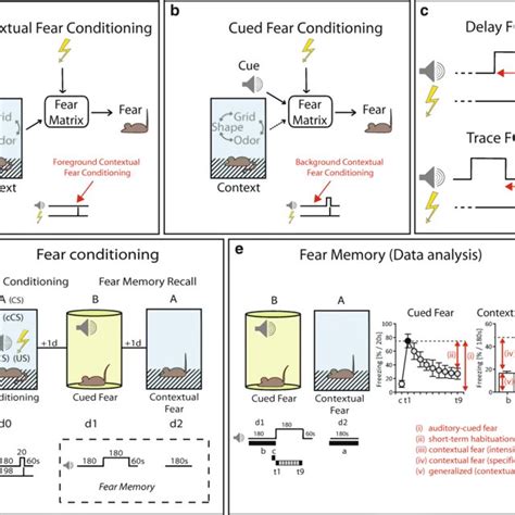 Prototypic mouse test battery for the assessment of fear extinction and ...