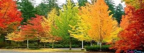 Facebook Covers Nature Leaves Fall Autumn Color Facebook Covers | Autumn trees, Fall pictures ...