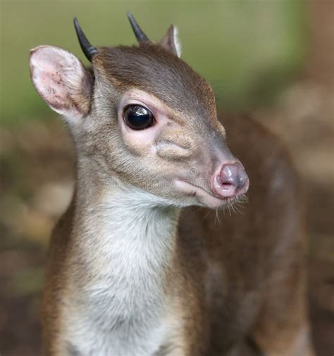 Blue Duiker Antelope Stock Photo - Image: 38566870