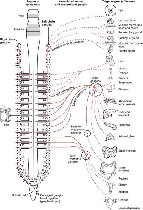 Anatomy Of Peripheral Nervous System | MedicineBTG.com