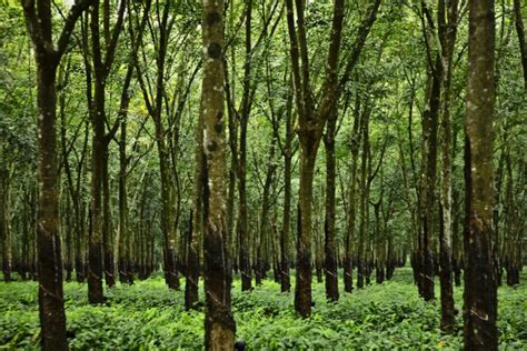 kebun-karet - IlmuBudidaya.com