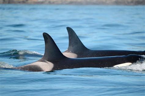 Wired for orca love | The Journal of the San Juan Islands