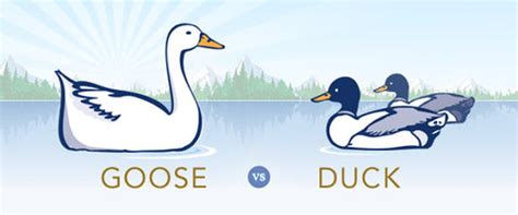 Goose Down vs Duck Down: What's Different? – Down & Feather Co.